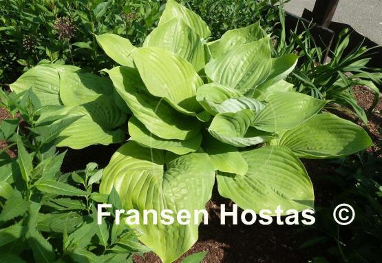 Hosta Sum and Substance